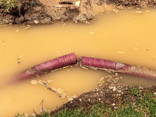 Best Professional water damage repair  in Denmark, WI